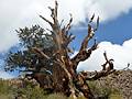 Bristlecone Pine along the Discovery Trail